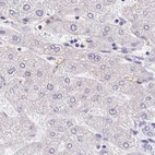 Immunohistochemical staining of human liver using Anti-PLCD4 antibody HPA038139.