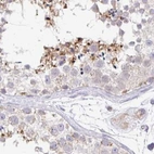 Immunohistochemical staining of human testis using Anti-PLCD4 antibody HPA038139.