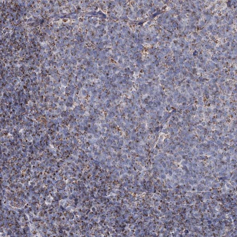 Anti-MRPL44 Antibody