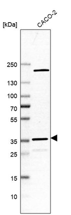 Anti-MRPL44 Antibody