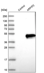 Western blot analysis in control (vector only transfected HEK293T lysate) and ARFIP2 over-expression lysate (Co-expressed with a C-terminal myc-DDK tag (~3.1 kDa) in mammalian HEK293T cells, LY402205).