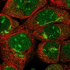 Immunofluorescent staining of human cell line A-431 shows localization to nucleus, nucleoli fibrillar center & the Golgi apparatus.