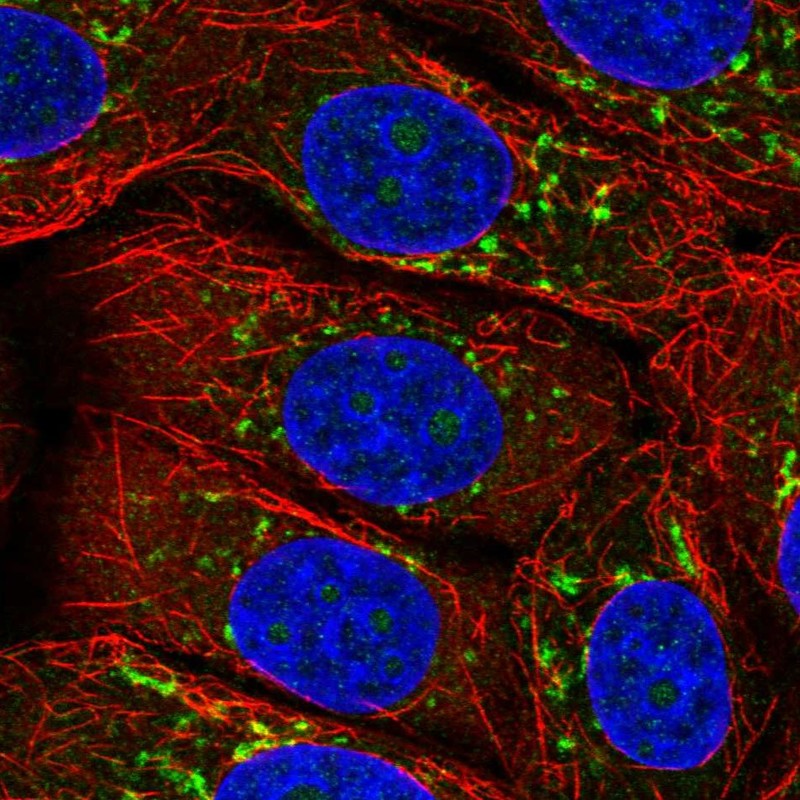 Anti-ARFIP2 Antibody