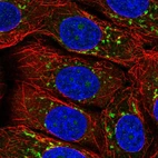Anti-ARFIP2 Antibody