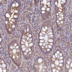 Anti-EEA1 Antibody