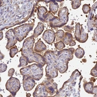 Anti-EEA1 Antibody