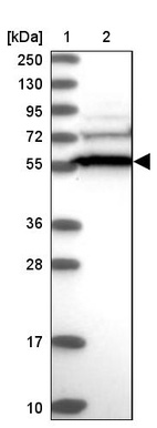Anti-CCDC91 Antibody