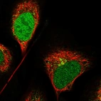 Immunofluorescent staining of human cell line U-2 OS shows localization to nucleoplasm & the Golgi apparatus.