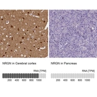Anti-NRGN Antibody