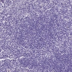 Immunohistochemical staining of human lymphoid tissues shows no positivity in germinal center cells as expected.