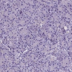 Immunohistochemical staining of human pancreas shows no positivity in exocrine glandular cells as expected.
