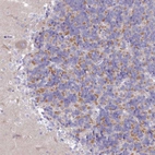 Anti-VPS26B Antibody