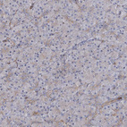 Immunohistochemical staining of human pancreas shows very weak granular cytoplasmic positivity in exocrine glandular cells.