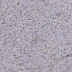Immunohistochemical staining of human pancreas shows very weak granular cytoplasmic positivity in exocrine glandular cells.