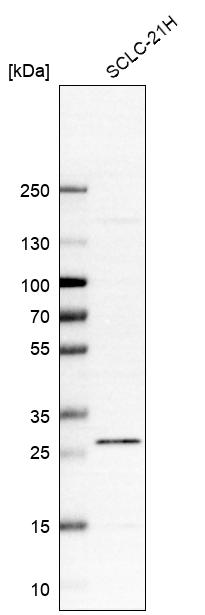 Anti-C12orf65 Antibody