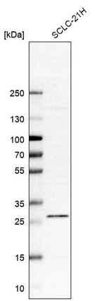 Anti-C12orf65 Antibody
