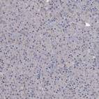 Immunohistochemical staining of human pancreas shows no positivity in exocrine glandular cells as expected.