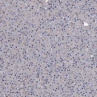 Immunohistochemical staining of human pancreas shows no positivity in exocrine glandular cells as expected.