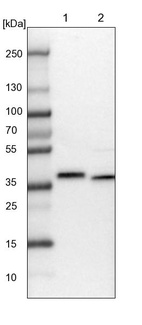 Lane 1: NIH-3T3 cell lysate (Mouse embryonic fibroblast cells)_br/_Lane 2: NBT-II cell lysate (Rat Wistar bladder tumour cells)