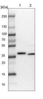 Lane 1: NIH-3T3 cell lysate (Mouse embryonic fibroblast cells)_br/_Lane 2: NBT-II cell lysate (Rat Wistar bladder tumour cells)