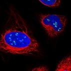 Immunofluorescent staining of human cell line U-2 OS shows localization to nucleoli fibrillar center.