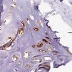 Immunohistochemical staining of human soft tissues using Anti-ACAN antibody HPA038242.