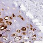 Immunohistochemical staining of human soft tissues using Anti-ACAN antibody HPA038241.