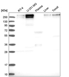 Anti-KDM5C Antibody
