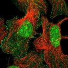 Immunofluorescent staining of human cell line U-2 OS shows localization to nucleus, nucleoli & plasma membrane.