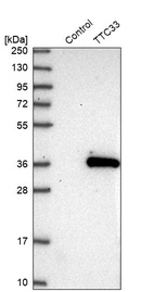 Western blot analysis in control (vector only transfected HEK293T lysate) and TTC33 over-expression lysate (Co-expressed with a C-terminal myc-DDK tag (~3.1 kDa) in mammalian HEK293T cells, LY415822).