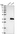 Anti-TTC33 Antibody