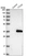 Anti-TTC33 Antibody