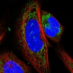 Immunofluorescent staining of human cell line U-2 OS shows localization to mitochondria.