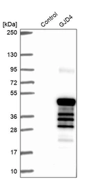 Western blot analysis in control (vector only transfected HEK293T lysate) and GJD4 over-expression lysate (Co-expressed with a C-terminal myc-DDK tag (~3.1 kDa) in mammalian HEK293T cells, LY407080).
