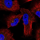 Immunofluorescent staining of human cell line U-251 MG shows localization to microtubule organizing center.