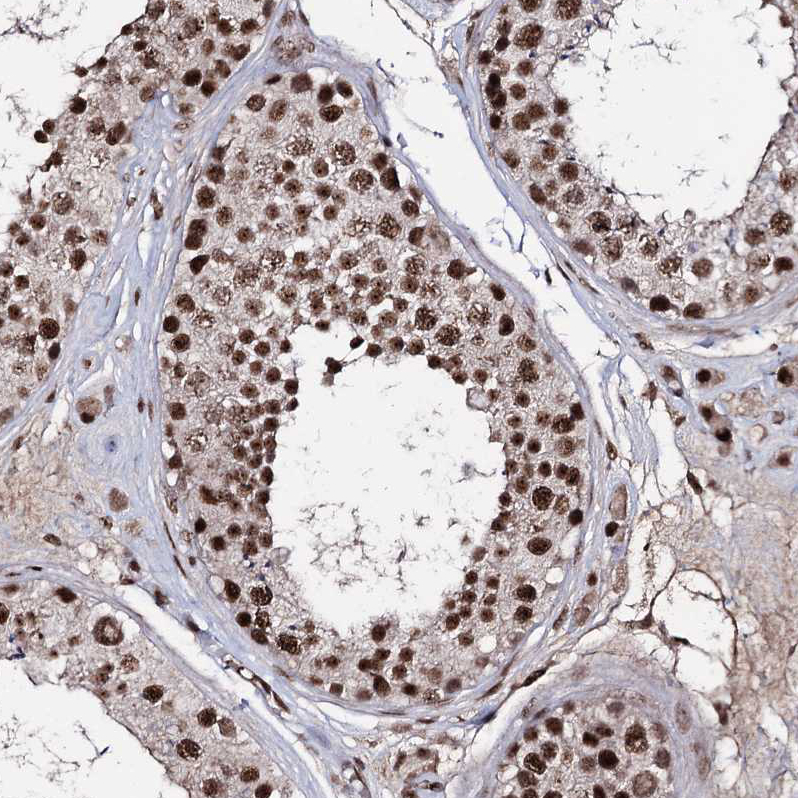 Anti-PRPF40A Antibody
