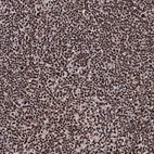 Immunohistochemical staining of human lymph node shows strong nuclear positivity in non-germinal center cells.