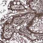 Immunohistochemical staining of human small intestine shows strong nuclear positivity in glandular cells.