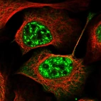 Immunofluorescent staining of human cell line U-2 OS shows localization to nuclear speckles & cytosol.