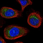 Immunofluorescent staining of human cell line A-431 shows localization to the Golgi apparatus.