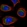 Anti-USO1 Antibody