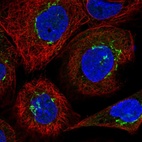 Immunofluorescent staining of human cell line A-431 shows localization to the Golgi apparatus.