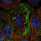 Immunofluorescent staining of human cell line U-2 OS shows localization to actin filaments.