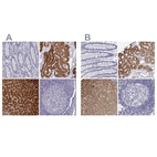 Immunohistochemical staining of human colon, kidney, liver and lymph node using Anti-BHMT antibody HPA038285 (A) shows similar protein distribution across tissues to independent antibody HPA058310 (B).