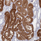 Anti-BHMT Antibody