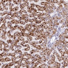 Anti-SPINK9 Antibody