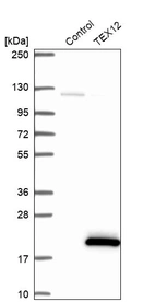 Western blot analysis in control (vector only transfected HEK293T lysate) and TEX12 over-expression lysate (Co-expressed with a C-terminal myc-DDK tag (~3.1 kDa) in mammalian HEK293T cells, LY410612).