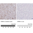 Anti-ERMN Antibody