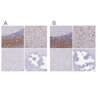 Immunohistochemical staining of human cerebellum, cerebral cortex, liver and prostate using Anti-ERMN antibody HPA038296 (A) shows similar protein distribution across tissues to independent antibody HPA038295 (B).