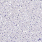 Anti-ERMN Antibody